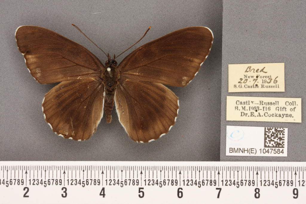 Limenitis camilla (aberrant form nigrina) (Internet Image property of respective owner, non-commercial use only)